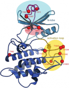 Figure 5. Crystal structure of the BRI1 kinase domain. N- abd C-lobes are shown in light- and dark-blue, respectively, the activation loop is in yellow and phosphorylation sites are depicted as red spheres.