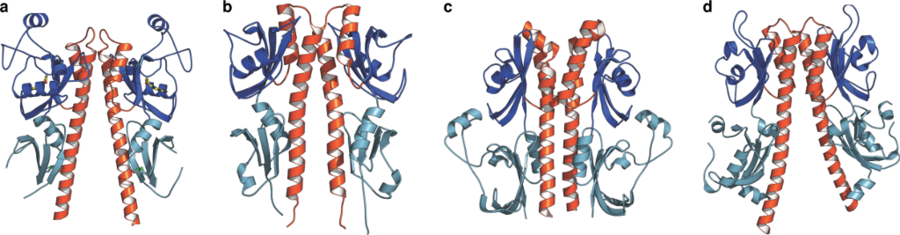 Figure 7. Crystal structure of (a) the plant cytokinin receptor in comparison with different bacterial sensor domains (b-d). 