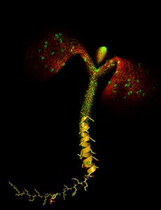 Shown here is a confocal image of a wild-type Arabidopsis seedling expressing GFP-tagged myristoylated BKI1 (green) localized to the plasma membrane. Chloroplasts autofluoresce (red). The stem and root of the seedling are represented by a structural model of the two evolutionarily conserved functional motifs of BKI1: a short helical segment (stem; ribbon diagram) that binds the BRI1 kinase domain, and a lysine–arginine-rich motif (root; bonds representation) that targets BKI1 to the cell membrane. Image: Courtesy of Yvon Jaillard, Michael Hothorn and Jamie Simon, Salk Institute for Biological Studies. Image appeared on the cover of Genes & Development vol 25(3), Feb 1 2011.