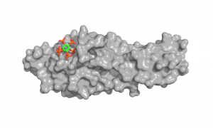 3D-model of the SPX domain with one InsP molecule bound. © Rebekka Wild, UNIGE