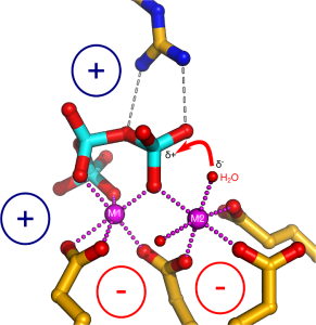 Figue 4. The catalytic center of AtTTM3 contains two metal binding sites, one of which is involved in substrate coordination. The second metal activates a water molecule required for the hydrolysis reaction.