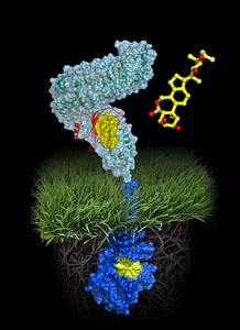 Atomic model of the plant steroid receptor BRI1 A molecule of brassinolide (yellow wire model) binds to the extracellular domain of the receptor (in light-blue). Binding ultimately causes phosphorylation of the receptor's cytoplasmic kinase domain (in dark blue), thereby transducing the signal across the membrane. Image: Courtesy of Michael Hothorn and Jamie Simon, Salk Institute for Biological Studies 
